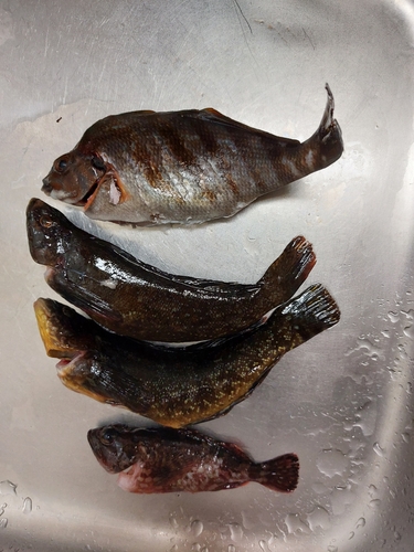 釣果