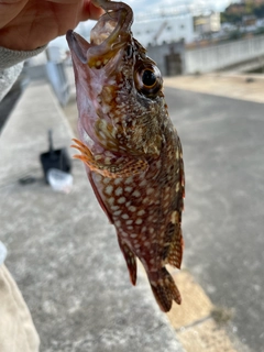 カサゴの釣果