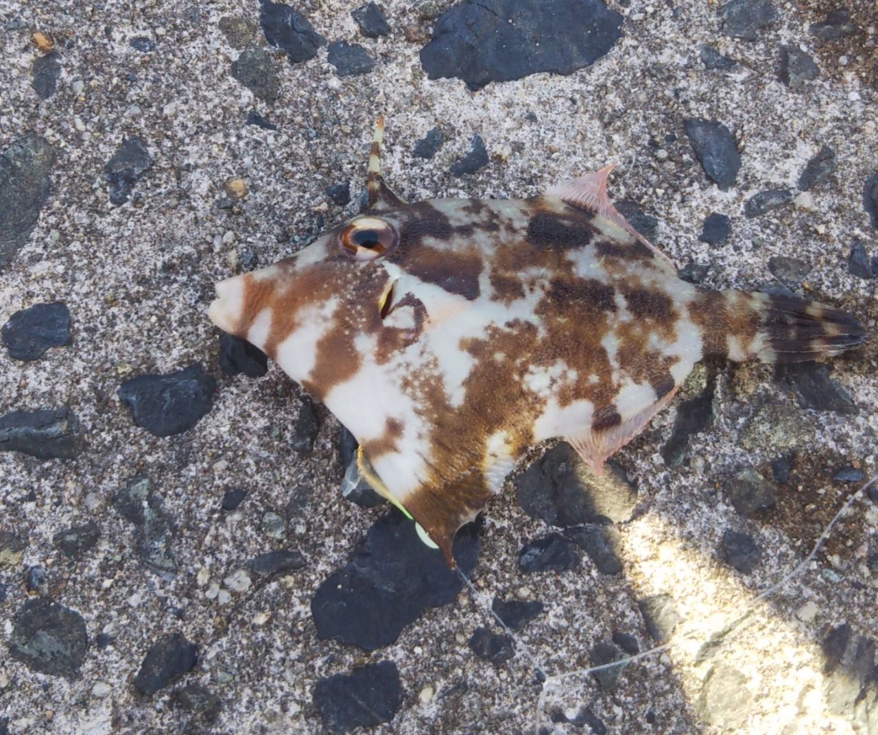 カワハギ