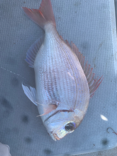 マダイの釣果