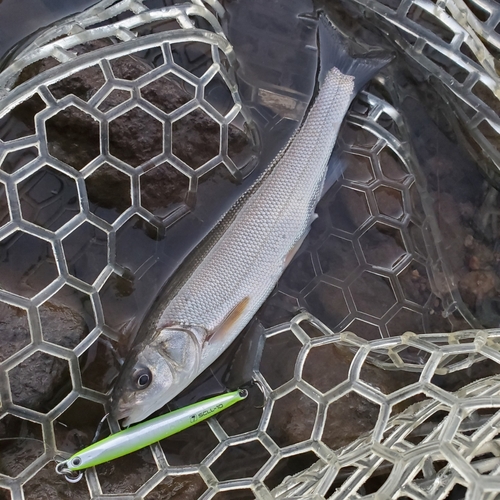 ウグイの釣果