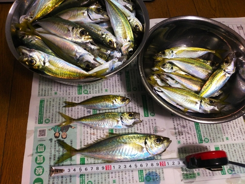 アジの釣果