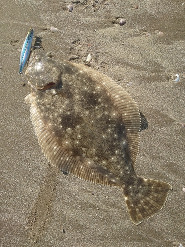 ヒラメの釣果