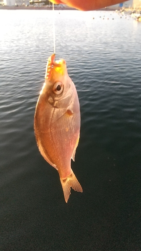 ウミタナゴの釣果