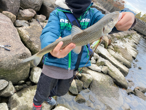 ニゴイの釣果