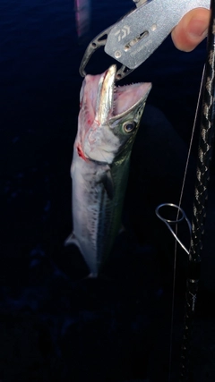 サゴシの釣果