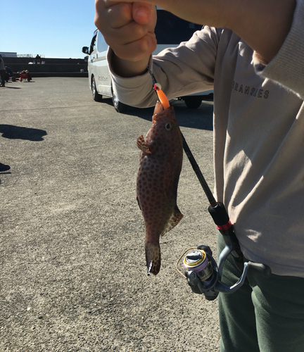 オオモンハタの釣果