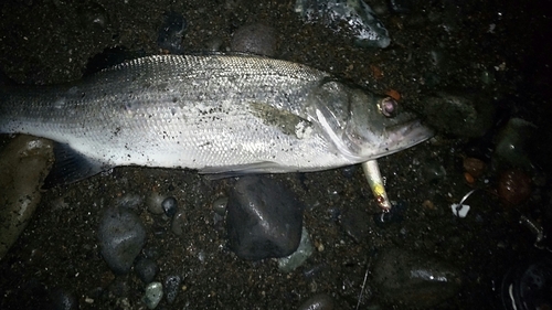 ヒラスズキの釣果