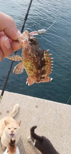 カサゴの釣果