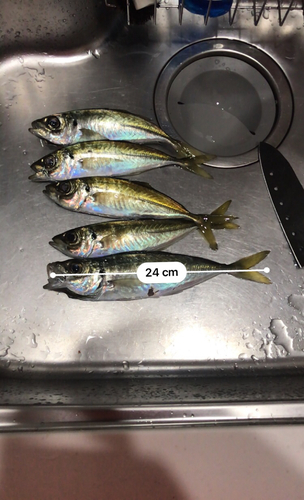 アジの釣果