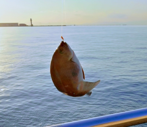 クロメジナの釣果