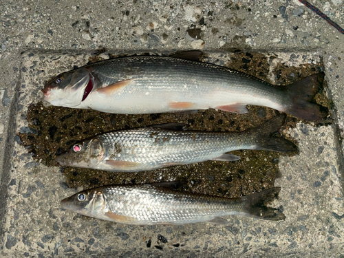 セイゴ（マルスズキ）の釣果