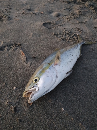 イナダの釣果