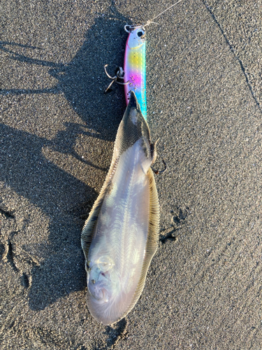 ウシノシタの釣果