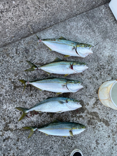 ハマチの釣果