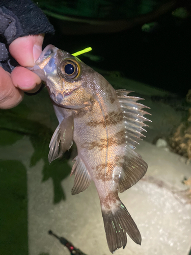 メバルの釣果