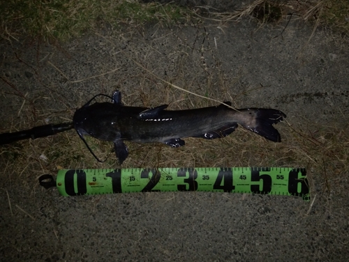 アメリカナマズの釣果