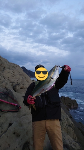 メジロの釣果