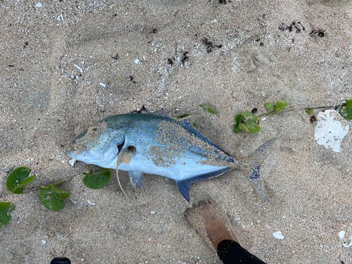 カスミアジの釣果