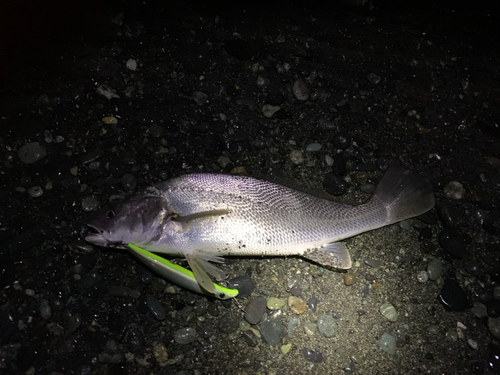 ニベの釣果