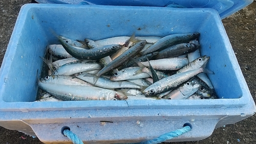 マイワシの釣果