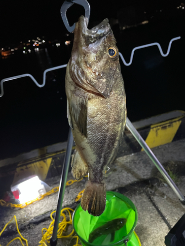 ソイの釣果