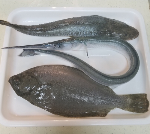 ヒラメの釣果