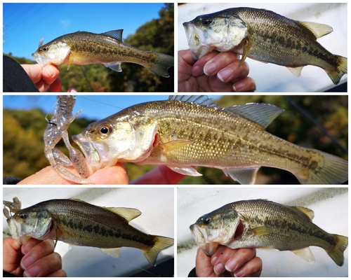 ブラックバスの釣果