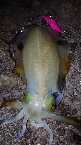 アオリイカの釣果