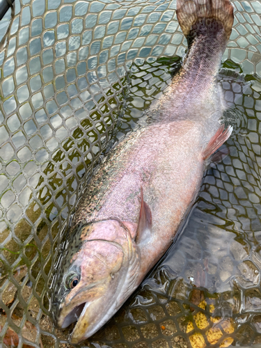 スチールヘッドの釣果