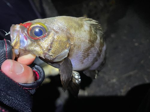 メバルの釣果