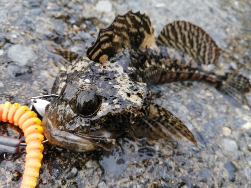 ギスカジカの釣果