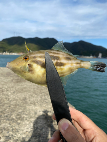 カワハギの釣果