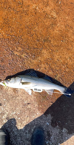 シーバスの釣果