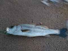 セイゴ（マルスズキ）の釣果