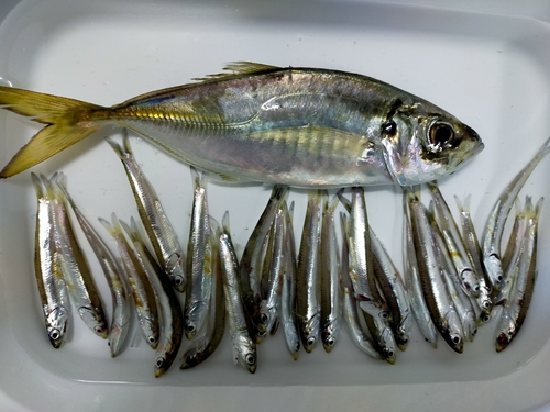 アジの釣果