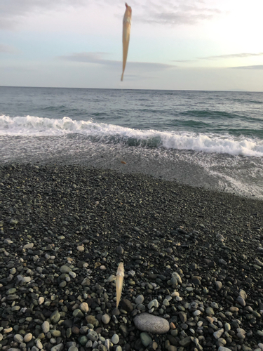 キスの釣果