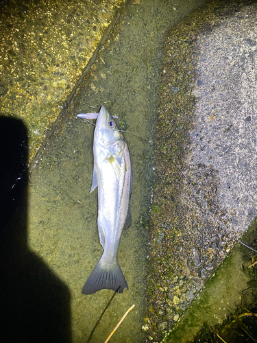 ハネ（マルスズキ）の釣果