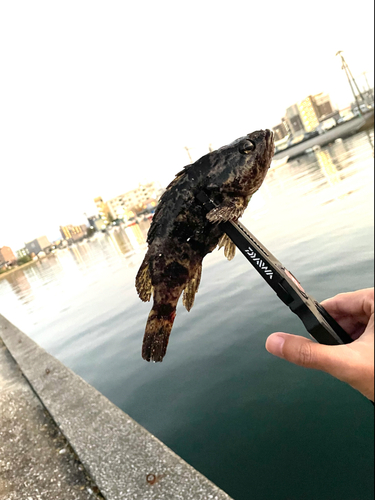 タケノコメバルの釣果