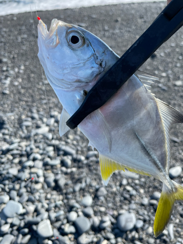 メッキの釣果