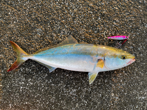 イナダの釣果