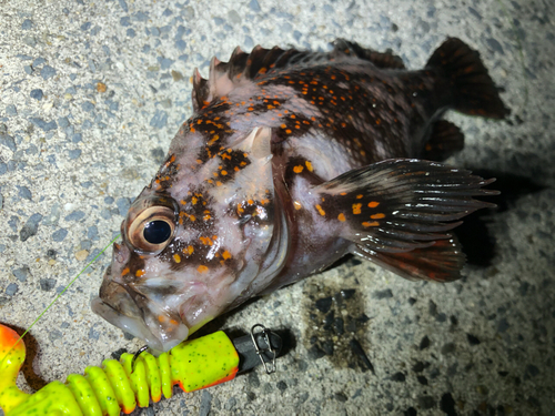 オウゴンムラソイの釣果