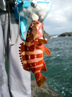 アカハタの釣果