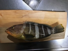 アオハタの釣果