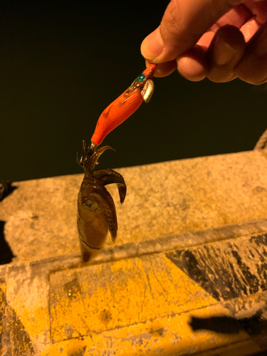 ヒイカの釣果