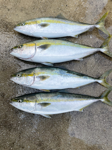 ヤズの釣果