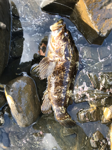 タケノコメバルの釣果