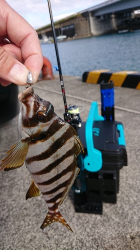 タカノハダイの釣果