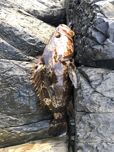 タケノコメバルの釣果