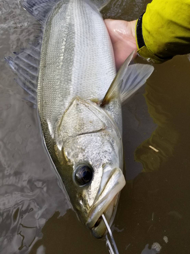 スズキの釣果